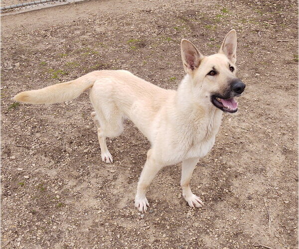 Medium Photo #1 Mutt Puppy For Sale in Maquoketa, IA, USA