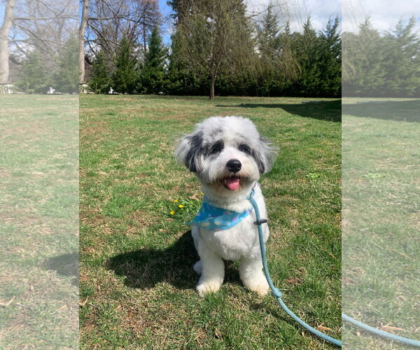 Medium Photo #2 Australian Shepherd-Unknown Mix Puppy For Sale in Doylestown, PA, USA