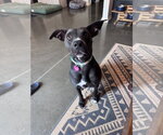 Small #2 Mutt
