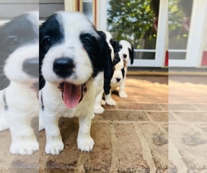English Setter-English Springer Spaniel Mix Puppy for Sale in WEAVERVILLE, North Carolina USA