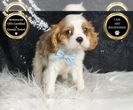 Small #6 Cavalier King Charles Spaniel