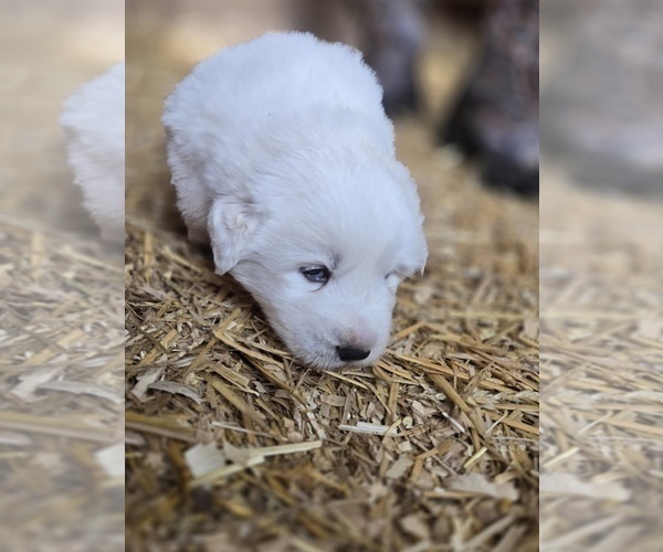 Medium Photo #6 Great Pyrenees Puppy For Sale in BANGOR, PA, USA