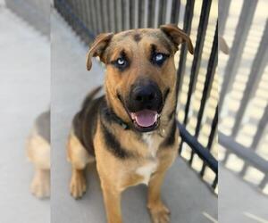 German Shepherd Dog-Unknown Mix Dogs for adoption in Santa Maria, CA, USA