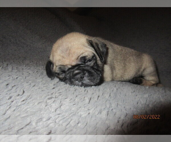 Medium Photo #6 Pug Puppy For Sale in PORT CHARLOTTE, FL, USA
