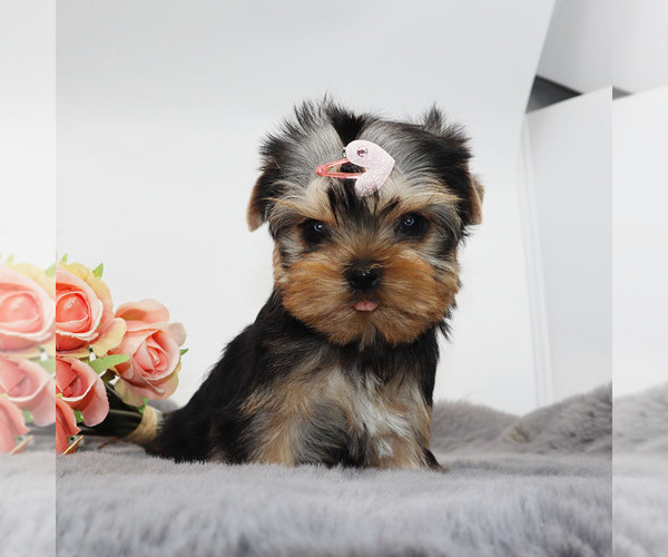Medium Photo #2 Yorkshire Terrier Puppy For Sale in LOS ANGELES, CA, USA