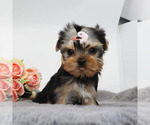 Small #1 Yorkshire Terrier