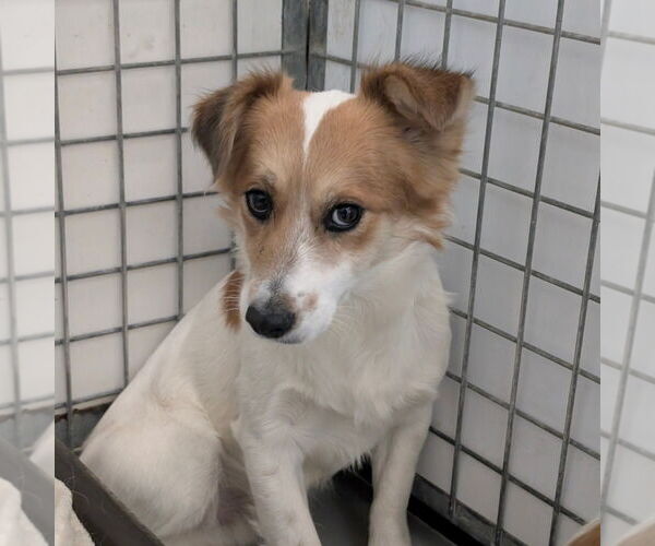 Medium Photo #1 Colonial Cocker Spaniel-Unknown Mix Puppy For Sale in Chico, CA, USA