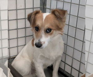 Colonial Cocker Spaniel-Unknown Mix Dogs for adoption in Chico, CA, USA