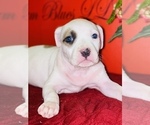 Small Photo #5 American Bully Puppy For Sale in TRENTON, NJ, USA