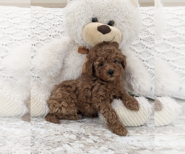 Medium Photo #6 Goldendoodle (Miniature) Puppy For Sale in NORTH LAWRENCE, OH, USA