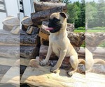 Small #2 Pug