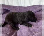 Small Photo #8 Labradoodle-Poodle (Standard) Mix Puppy For Sale in GALION, OH, USA