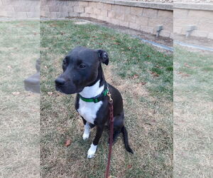 Mutt Dogs for adoption in Fort Collins, CO, USA