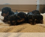Small #1 Yorkshire Terrier