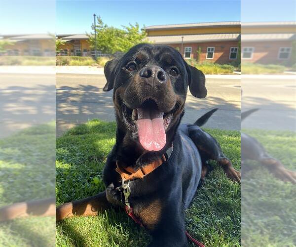 Medium Photo #3 Rottweiler-Unknown Mix Puppy For Sale in Elk Grove, CA, USA