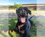 Small #2 Rottweiler Mix