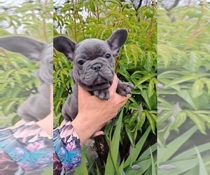 French Bulldog Puppy for sale in TAMPA, FL, USA