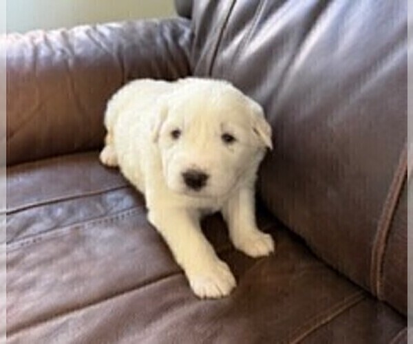 Medium Photo #7 Great Pyrenees Puppy For Sale in CORY, IN, USA