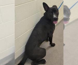 American Staffordshire Terrier Dogs for adoption in West Valley, UT, USA