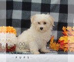 Small #1 Maltipoo