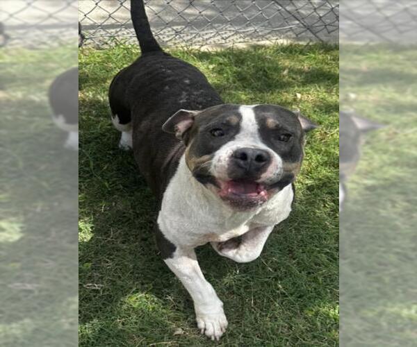Medium Photo #2 American Bulldog-Unknown Mix Puppy For Sale in Texas City, TX, USA