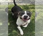 Small #1 American Bulldog Mix