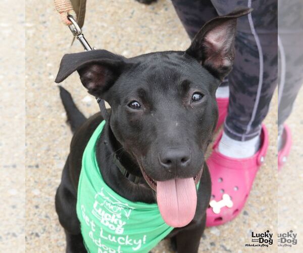 Medium Photo #4 Labrador Retriever-Unknown Mix Puppy For Sale in Washington, DC, USA