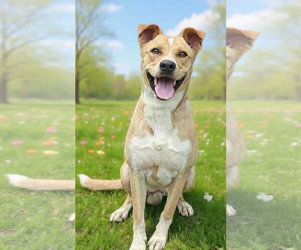 Medium Photo #8 Border Collie-Carolina Dog Mix Puppy For Sale in Talladega, AL, USA