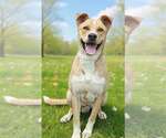 Small #7 Border Collie-Carolina Dog Mix
