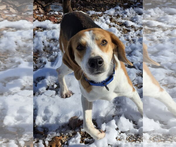 Medium Photo #4 Mutt Puppy For Sale in Rustburg, VA, USA