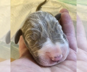 Great Dane Puppy for sale in BANGOR, WI, USA