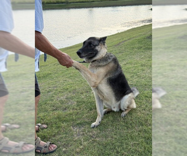 Medium Photo #3 German Shepherd Dog Puppy For Sale in McKinney, TX, USA