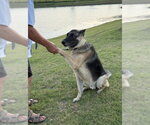 Small #2 German Shepherd Dog