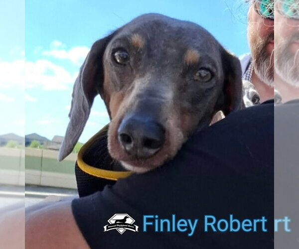 Medium Photo #9 Dachshund Puppy For Sale in San Antonio, TX, USA