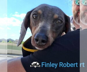 Finley Robert+ - Male Dachshund Dog for Adoption - Photo #9