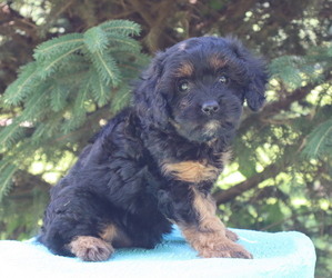 Cavapoo Puppy for Sale in THORP, Wisconsin USA