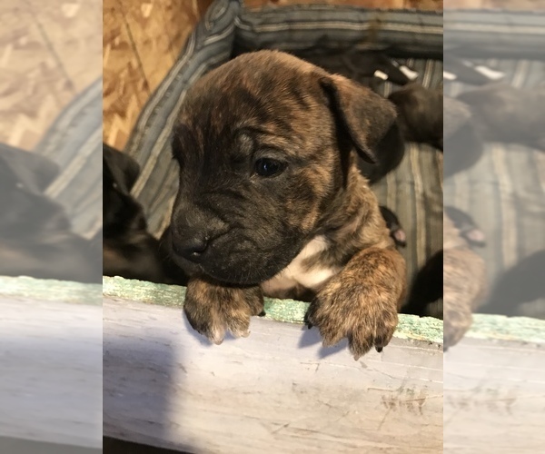 Medium Photo #4 Cane Corso Puppy For Sale in LANCASTER, CA, USA