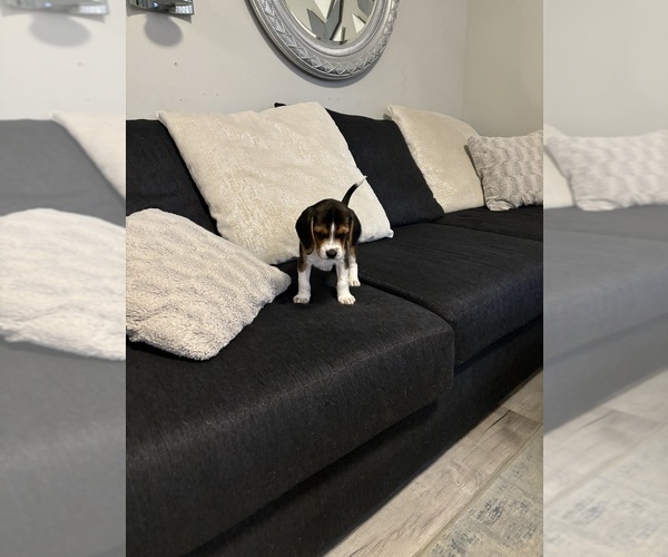 Medium Photo #5 Beagle Puppy For Sale in VANCOUVER, WA, USA