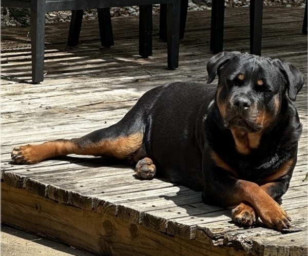 Medium Photo #1 Rottweiler Puppy For Sale in BATON ROUGE, LA, USA