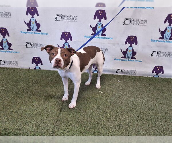 Medium Photo #1 American Staffordshire Terrier-Unknown Mix Puppy For Sale in Orlando, FL, USA