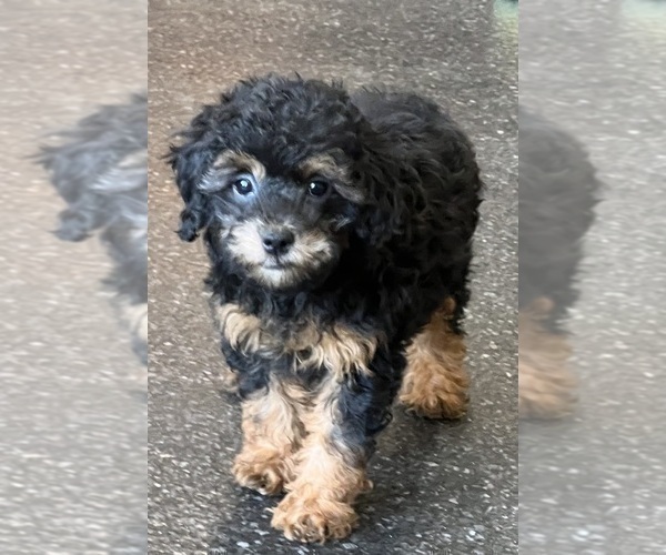 Medium Photo #38 Poodle (Miniature) Puppy For Sale in WARSAW, IN, USA