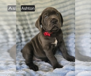 Cane Corso Puppy for sale in MINERAL WELLS, WV, USA