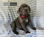Image preview for Ad Listing. Nickname: Ashton