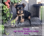 Puppy Carmel Yorkshire Terrier