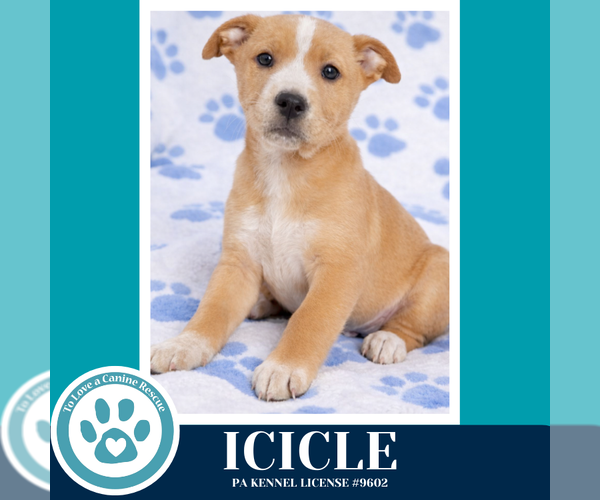 Medium Photo #5 Labrador Retriever-Unknown Mix Puppy For Sale in Kimberton, PA, USA