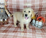 Small Photo #45 Golden Retriever Puppy For Sale in FALCON, CO, USA