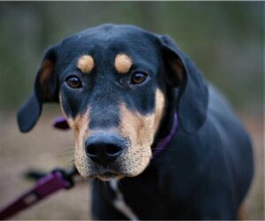 Black and Tan Coonhound-Doberman Pinscher Mix Dogs for adoption in Attalka, AL, USA