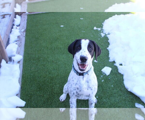 Medium Photo #1 Colonial Cocker Spaniel-Pointer Mix Puppy For Sale in Chestertown, MD, USA