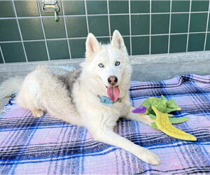 Siberian Husky Dogs for adoption in Rancho Cucamonga, CA, USA