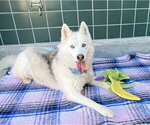 FARRAH - Female Siberian Husky Dog for Adoption - Small photo